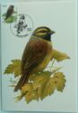 Cirl Bunting (Emberiza cirlus)