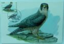 Peregrine Falcon (Falco peregrinus)