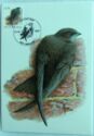 Common Swift (Apus apus)
