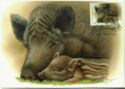 Wild Boar (Sus scrofa)