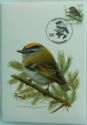 Common Firecrest (Regulus ignicapilla)