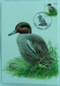 Common Teal (Anas crecca)