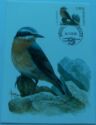 Northern Wheatear (Oenanthe oenanthe)
