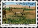 Somali ass (Equus asinus somaliensis)