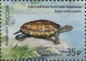 European Pond Turtle (Emys orbicularis)