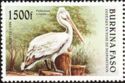 Dalmatian Pelican (Pelecanus crispus)