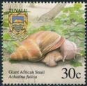 Giant African Snail (Achatina fulica)