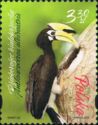 Oriental Pied Hornbill (Anthracoceros albirostris)