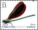 Ebony Jewelwing (Calopteryx maculata)