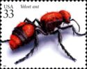 Red Velvet Ant (Dasymutilla occidentalis) 