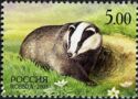 European Badger (Meles meles)