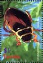 Predacious Diving Beetle (Dytiscus marginalis)