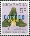 Lycaste macrophylla overprinted