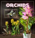 Orchids