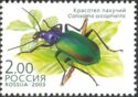 European Calosoma Beetle (Calosoma sycophanta)