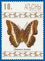 Charaxes brutus