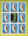 Western Barn Owl (Tyto alba)