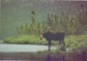Moose (Alces alces)