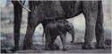 Mutter macht's möglich - Mother makes it possible (elephants in rain)