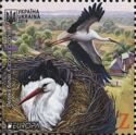 White Stork (Ciconia ciconia)