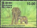 Ceylon Elephant (Elephas maximus ceylonensis)