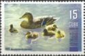 Ducks (Anas Platyrhynchos Domesticus)