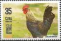 Rooster (Gallus Gallus Domesticus)