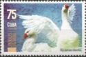 Geese (Anser Domesticus)