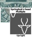 Springbok's Head (Antidorcas marsupialis)