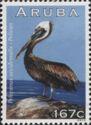 Brown Pelican (Pelecanus occidentalis)