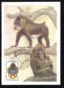 Mandrill (Mandrillus sphinx)