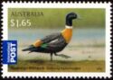 Australian Shelduck (Tadorna tadornoides)