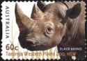 Black Rhinoceros (Diceros bicornis)