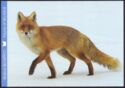Red Fox (Vulpes vulpes)