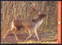 Fallow deer (Cervus dama)