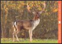 Fallow deer (Cervus dama)