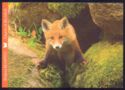 Red Fox (Vulpes vulpes)