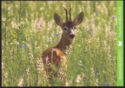 Roe deer (Capreolus capreolus)