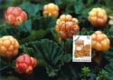 Cloudberry (Rubus chamaemorus)
