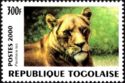 Lion (Panthera leo)