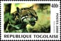 Ocelot (Felis pardalis)