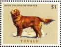 Duck Tolling Retriever