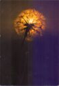 Dandelion in front of the sunset
