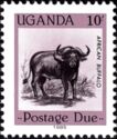African Buffalo (Syncerus caffer)