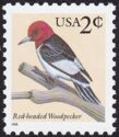 Red-headed Woodpecker (Melanerpes erythrocephalus)