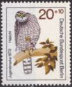 Northern Goshawk (Accipiter gentilis)
