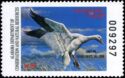 Snow goose (Anser caerulescens)