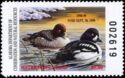 Barrow's goldeneye (Bucephala islandica)