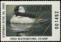 Bufflehead (Bucephala albeola)