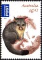 Brush-Tailed Possum (Trichosurus vulpecula)